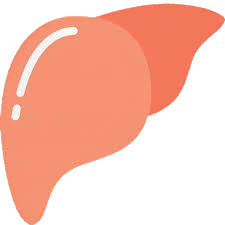 liver kidney